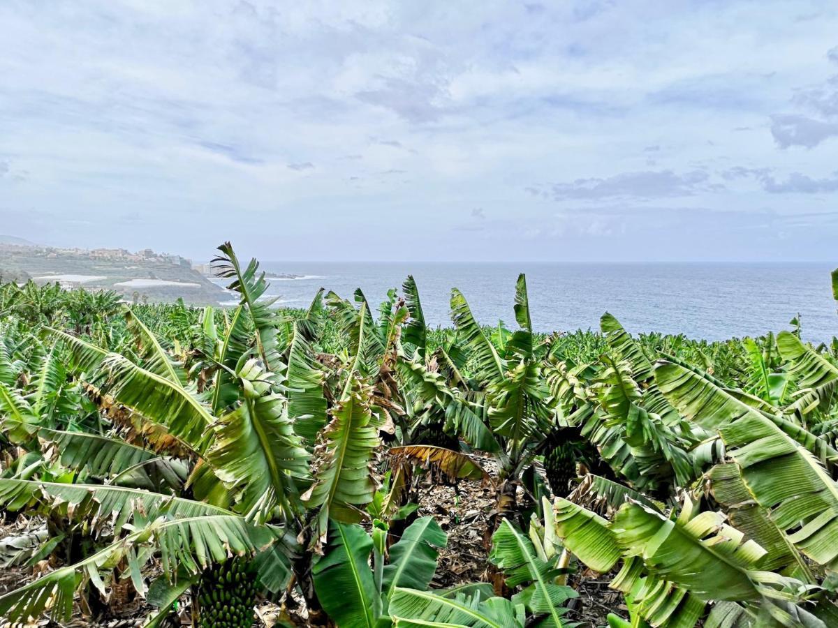 Banana Paradise Ля Оротава Экстерьер фото